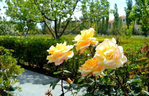 Vicky Studios and Apartments - Foto 7