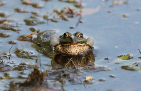 Ferienwohnungen / Ferienhaus Wahlers - Foto 6