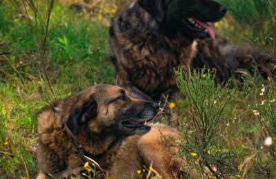 Casa do Marujo e Casa do Mirone - Foto 75