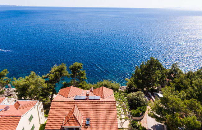 Plavac Mali - Foto 2