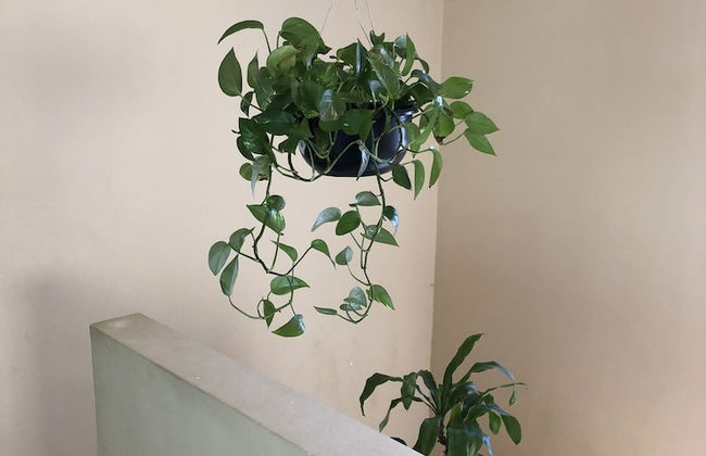 Casa Flores & Flores - Foto 25