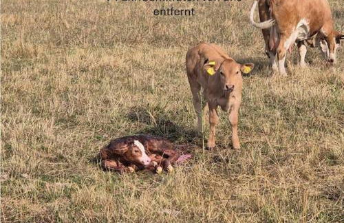 Stilvoll am Wald wohnen 115 qm Office citynah - Foto 21