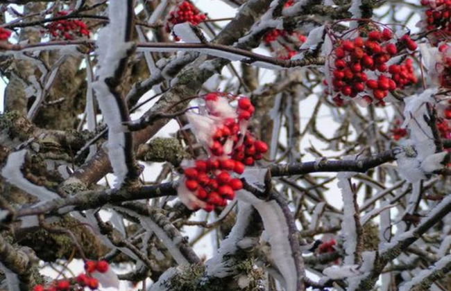 Gite de la Fontaine de Barry - Foto 16