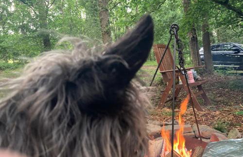 3 Guests - Pet Friendly - Grid Tree-House - Foto 14