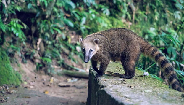 Wildlife on the route