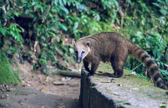 Tijuca National Park Cave & Waterfall Hike - Photo 3