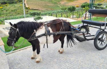 Quinta da Laceira - Douro Valley - Alojamento Local - Photo 7