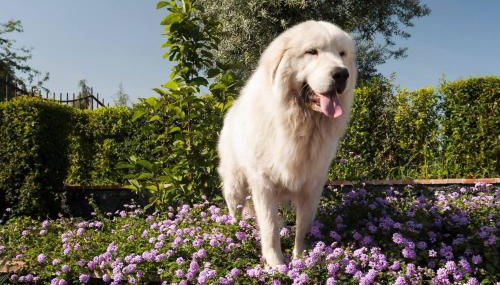 Villa Ginevra - Foto 3