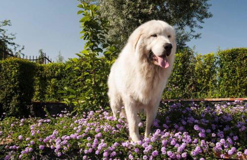 Villa Ginevra - Foto 3