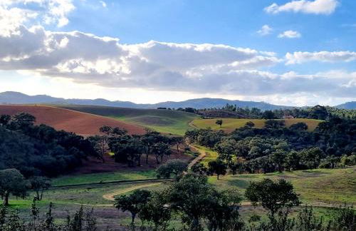 Gecko Pego Longo - Foto 56