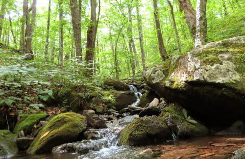 Treetops Cabin easy to Asheville with fast wifi and great view - Foto 39