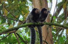Refúgio Mata Atlântica, Riacho, Piscina, Natureza - Foto 46