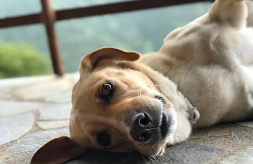 Dryades Guesthouse - Foto 10