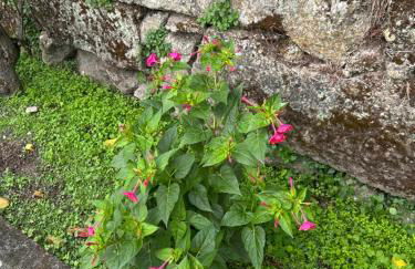 Casa Do Refugio Guest House - Foto 60