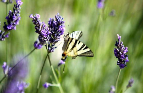 Villa Cavagnetti - Foto 31