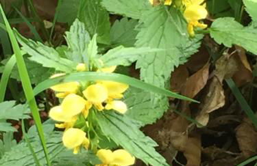 Waldläufer Brilon - Foto 35