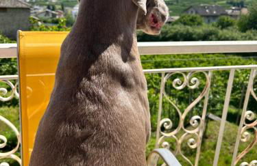 Valtellinda - Foto 35