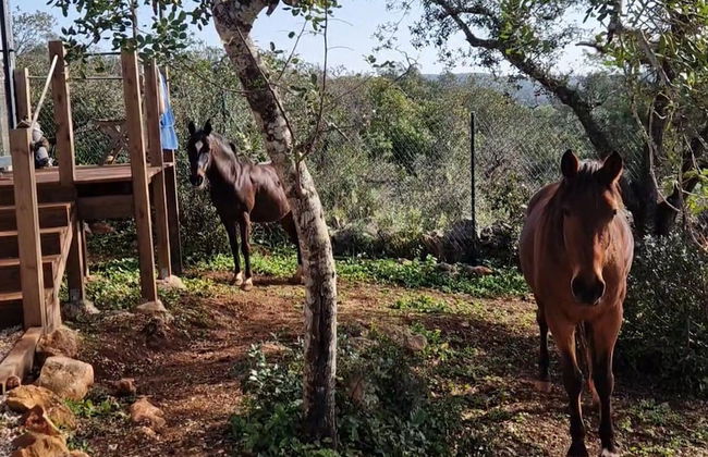Tiny House & Horses Hébergement Atypique à Loulé - Foto 9