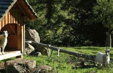 Haldenschwarzhof - Foto 17