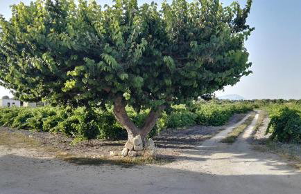 Residenza al Gelso - Photo 4