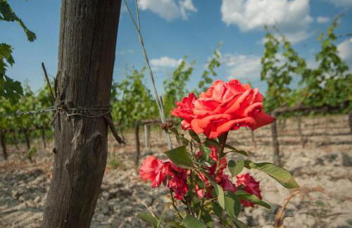 Agriturismo La Mirandola - Foto 53