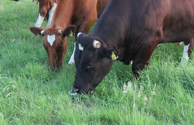 Farmhouse in De Heurne Near the Forest - Foto 43