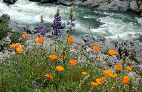 Saltwater Hot Tub, Forest Retreat, Minutes to Town - Foto 47