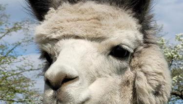 Märchenhaft urlauben auf dem Alpakahof - Foto 3