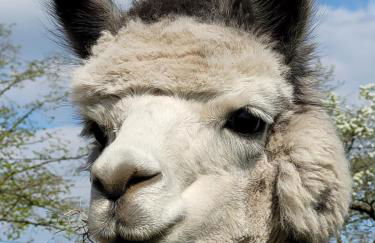 Märchenhaft urlauben auf dem Alpakahof - Foto 3