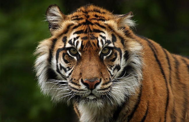 Cambridge TOP 10 Holiday Park - Foto 65