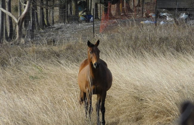 La Petite Ferme - Foto 12