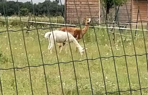 Belle Quercynoise piscine jacuzzi partagés - Foto 54
