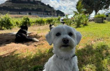 FINCA ENTREVIÑEDOS de Bodegas Marcos - Foto 32