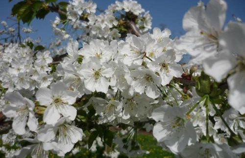Obst- Und Ferienhof Karoline - Foto 5