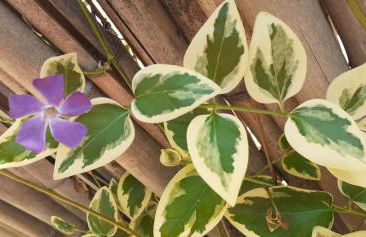 Quinta D' LuzArcoIris - Foto 52