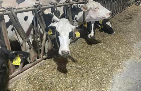 Farmhouse at Landyshade - Foto 14