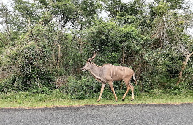 St Lucia Wilds - Foto 59