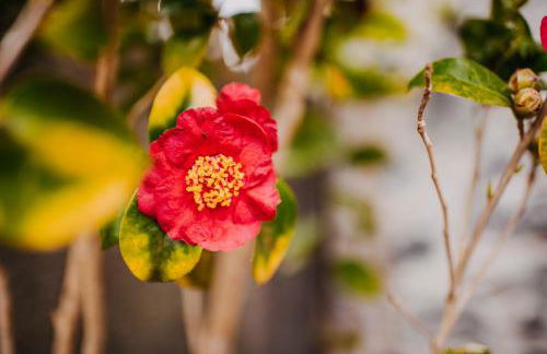 Casa do Faial - Foto 26