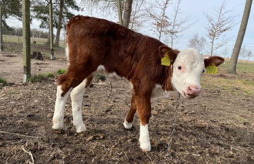 JZ Guest Ranch - Foto 15