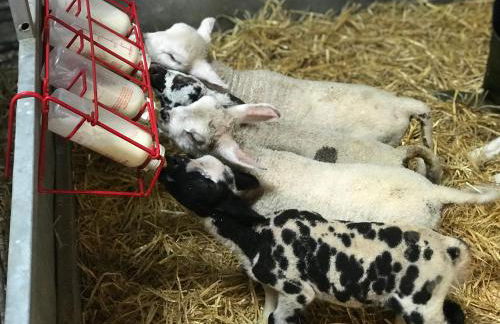 Ardbeg 4 - Farm Stay with Sea Views across to Northern Ireland - Foto 35