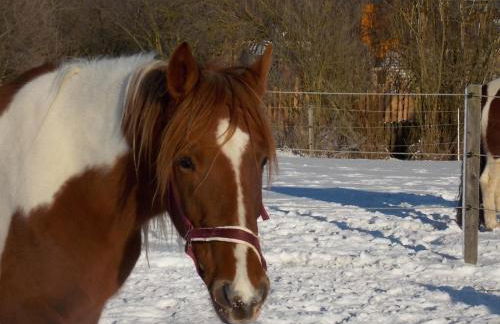 Reiterhof vom Litzlbach - Foto 44