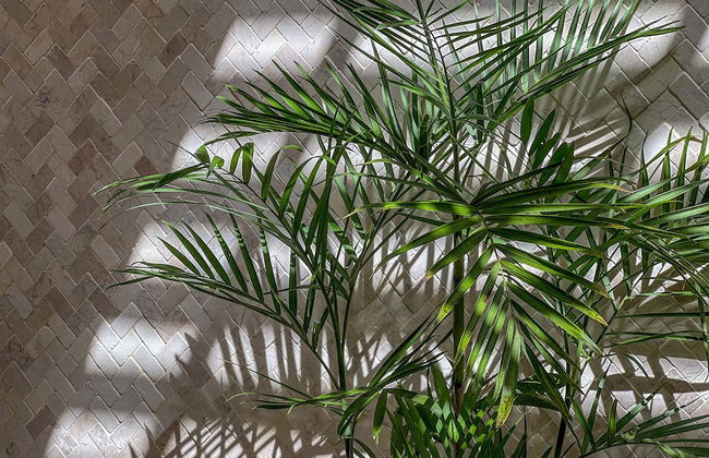 Botanique Villa & Studio - Photo 52