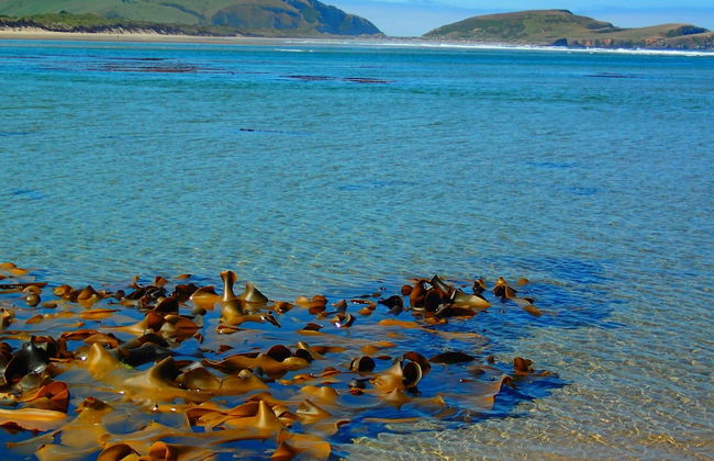 Catlins Newhaven Holiday Park - Foto 35