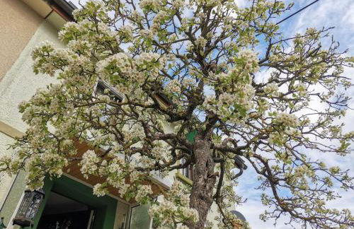 FeWo Ulbrich Langenstadt - Foto 45