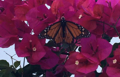 Água e Sal - Seafront House, with Garden and independent Suíte. - Photo 31