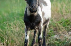 Apartment Nina - Foto 18