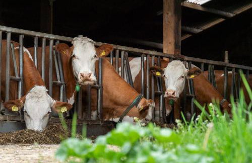 Ferienhaus Heerlichkeit - Foto 5