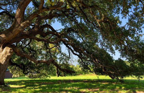 Cole Springs Historic Cottage - Foto 52