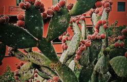 Apartament VERA 2 plus 2 gratis w Casa Verde de Guia - Foto 28