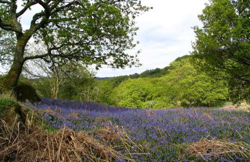 Dolmurgoch Snowdonia Cottage - Foto 20